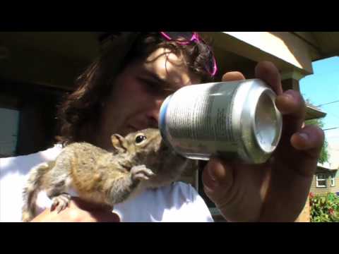 Squirrel baby raised by Portland man becomes his best friend