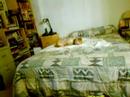 24 Girasol: A Dog\