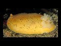 Tidepools of Humboldt County, California