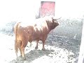 anestesia toro bravoi para curar cornadas