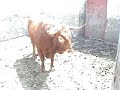 anestesia toro bravoi para curar cornadas anestesia toro bravoi para curar cornadas