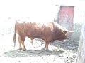 anestesia toro bravoi para curar cornadas