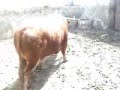 anestesia toro bravoi para curar cornadas