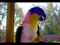 Talking Caique
