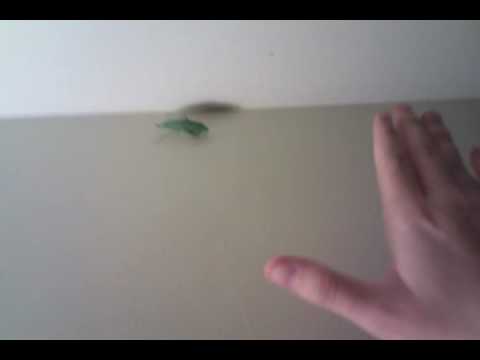 Just filming a bug