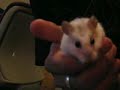 My Hamster