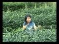 buy wu long tea, wu long tea weight loss