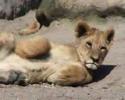 Sleeping Baby Lions