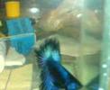 bettas, aquarios, peixes ornamentais 