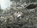 Loch of the Lowes Ospreys 15 May 2012 9.00am - Laddie arrives with a stick - Copyright SWT
