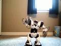 Scary robot dance moves
