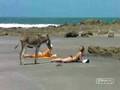 videos de INCHE BURRO