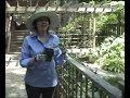 Planting Clematis, \"Mrs. Colmondeley\"