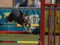 USDAA Agility Championships