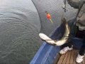 Pike Fishing Germany