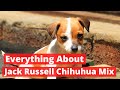 The Best 18 Jack Russell Terrier Chihuahua Mix Black And Brown