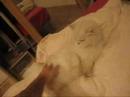 My lovely cat My lovely cat