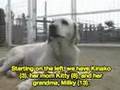 Kinako - Clumsy Police Dog In Training