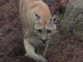 videos de All About Cougars