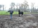 Tsjerk voor het eerst aan het werk. Zijn eerste stappen aan de longe. 30-11-2008 Tsjerk voor het eerst aan het werk. Zijn eerste stappen aan de longe. 30-11-2008