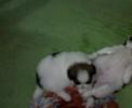 funny puppy video