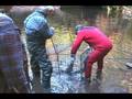 Broodstock Capture.avi