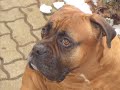 In Memory of Cirus/In Errinerung an den besten Boxer Cirus
