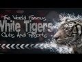 Creative IT Singers Adevina Citron - Pegeta (Second Aniversary at White Tigers Island)