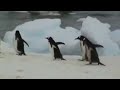 Antarctica Penguins