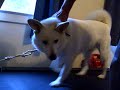 Charlie walkin on his new toy!!! Charlie walkin on his new toy!!!