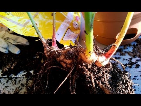 how to transplant ginger