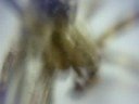 Small spider, ugly