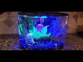 Glofish 29045 Aquarium Kit With Blue Led Light 5 Gallon