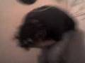 videos de corto nº7( no me molestes 2 )