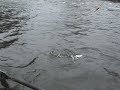 Salmon River NY Spring brown