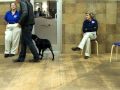 Asha's puppy graduate exam