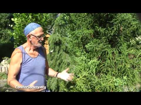 how to harvest cedar boughs
