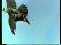 G�kdogan en hizli kus/peregrine falcon/halcon peregrino