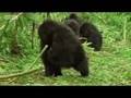 Bush meat market and baby gorilla victims - Apes in Danger - BBC wildlife