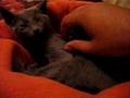 Cute Russian Blue Kitten Purring