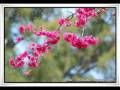 Cheung Chau Sakura