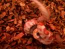 Corn Snake Double Strike