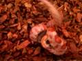 Corn Snake Double Strike