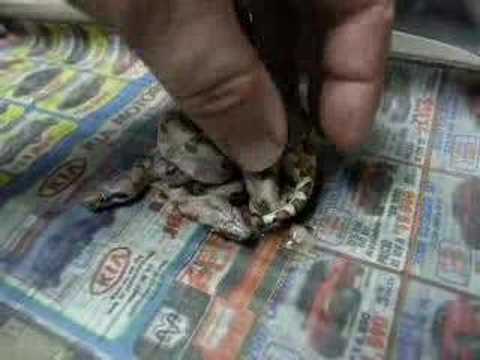 BOA CONSTRICTOR