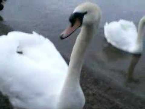 fauchender Schwaan am Lough Derg