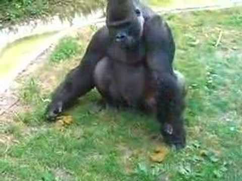 Gorila loco come su propia popo