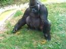 A gorilla eatin his poo
