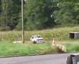 E30 M3 Race 1