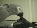 Rocky eating a Wire