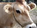 A Cow At Riverdale Farm Eating